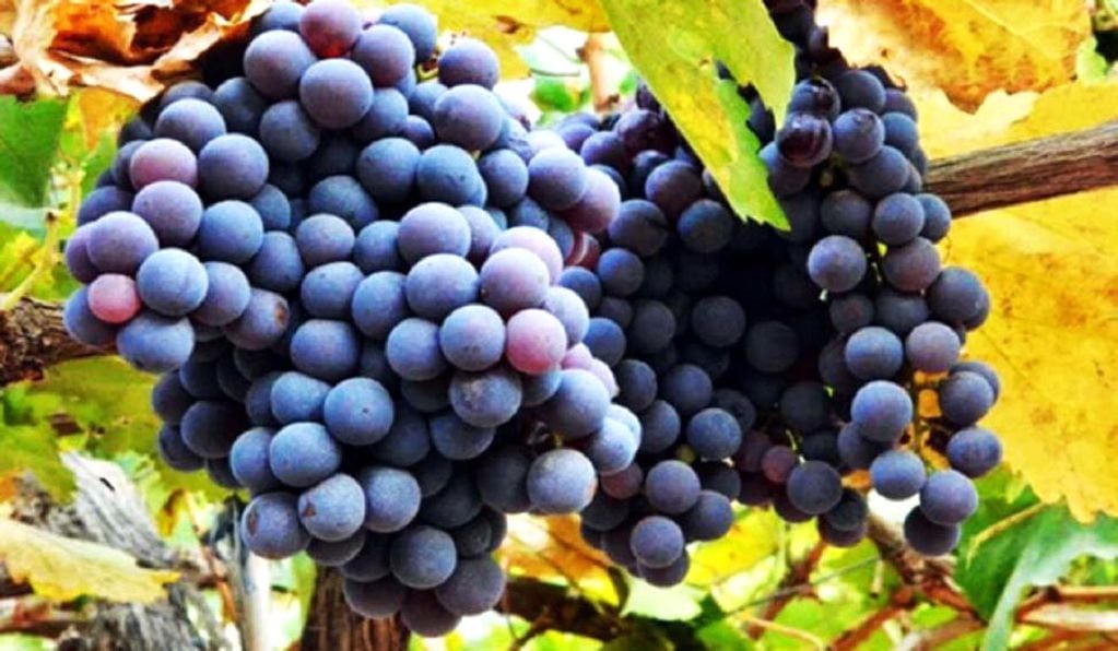 Uvas criollas: el origen de un vino de calidad 