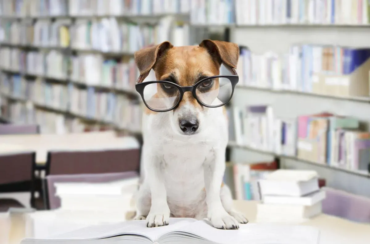 Estos son los perros más inteligentes del mundo. (Web).