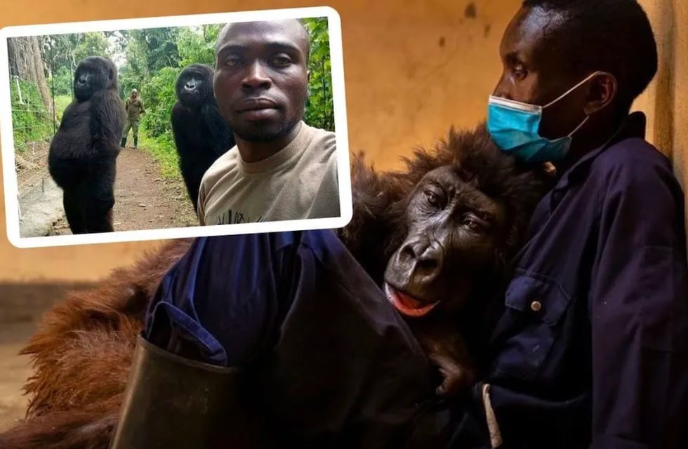 Ndakasi, la gorila que se hizo famosa por posar en una selfie, murió en los brazos de su cuidador.