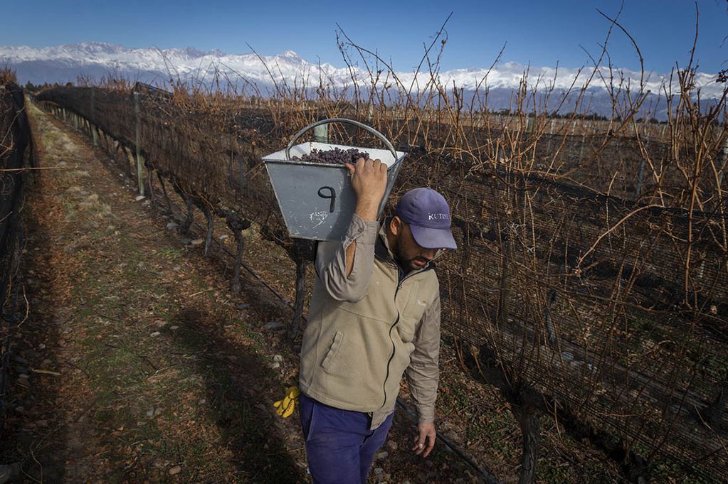 Los trabajadores vitivinícolas tienen un rol clave en la elaboración del vino. - Ignacio Blanco / Los Andes
