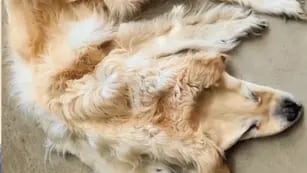 Una familia convirtió la piel de su perro muerto en una alfombra