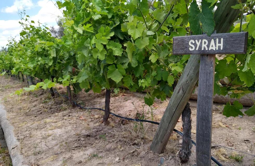Los viñedos sanjuaninos de Syrah.