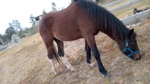Peligro: caballos sueltos en Estancia Vieja
