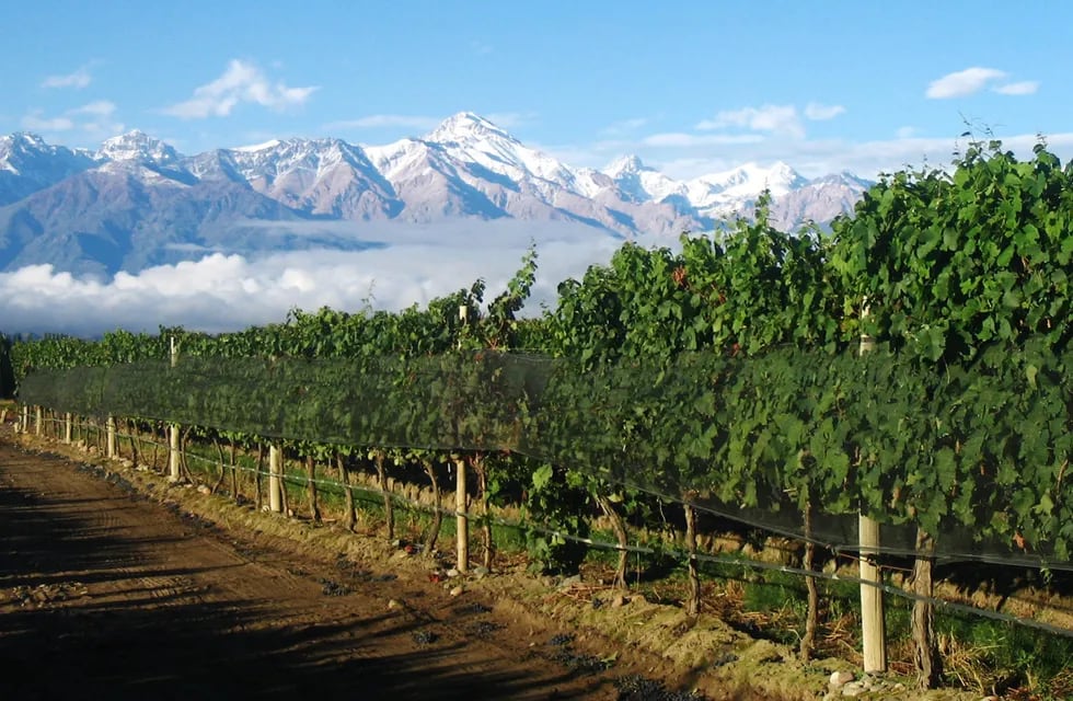 El Valle de Uco es la zona vitivinícola que creció más de 250% en los últimos 30 años, asociado a inversiones importantes y el establecimiento de diversas IG. Imagen gentileza de Bodega Casir dos Santos.