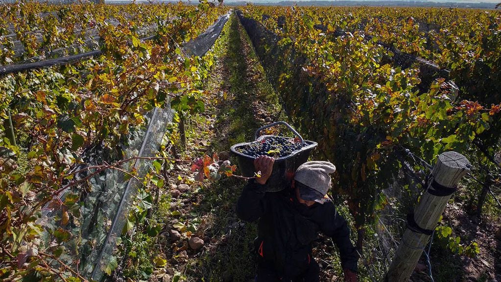 La cosecha 2023 ha dejado un escenario complicado para la vitivinicultura. - Foto: Claudio Gutiérrez / Los Andes. 
