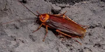 Expertos revelan que el cambio climático altera el ADN de las cucarachas y las hace inmunes a los insecticidas