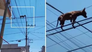 El chihuahua parado sobre los cables de la luz que se hizo viral