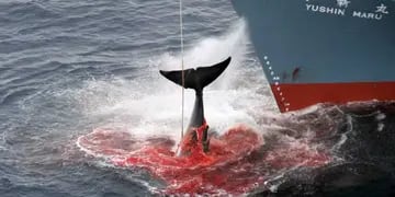 Un estudio reveló que las ballenas sobrevivieron a siglos de caza indiscriminada