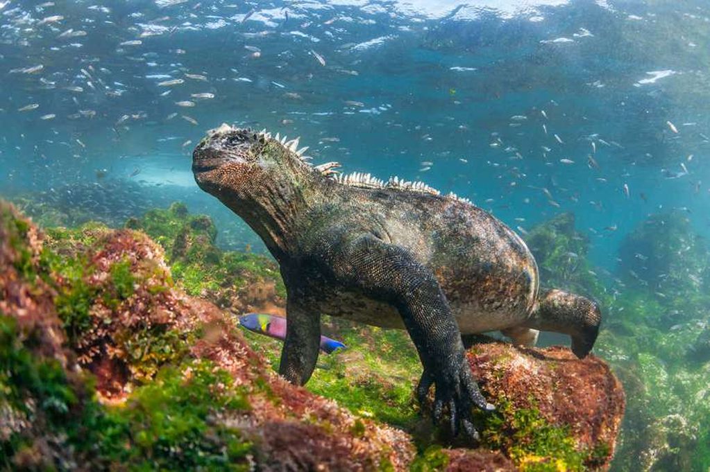 
La iguana marina | AP
   