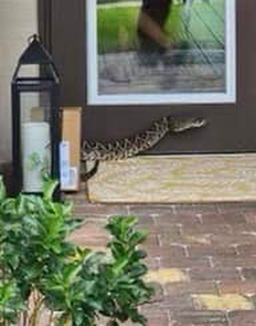 La serpiente se encontraba en la puerta de entrada de la casa