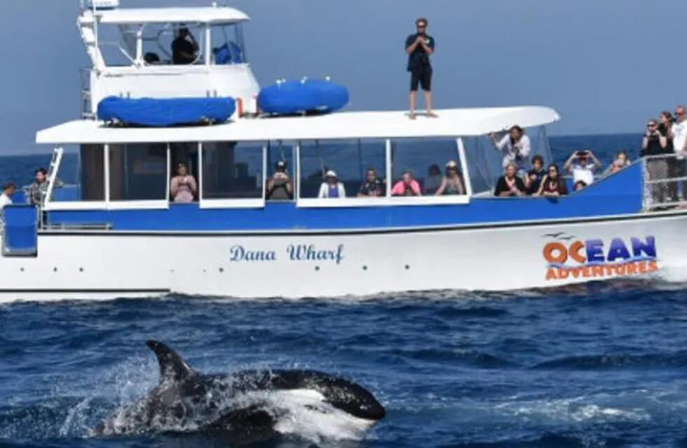 “Son orcas, tío. No las veo en la Antártida y las veo aquí”, dijo uno de los tripulantes. / Foto: Gentileza Dana Wharf Whale Watching.