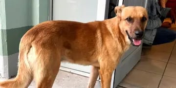 Un perro rescató a su dueño que llevaba una semana perdido en el desierto