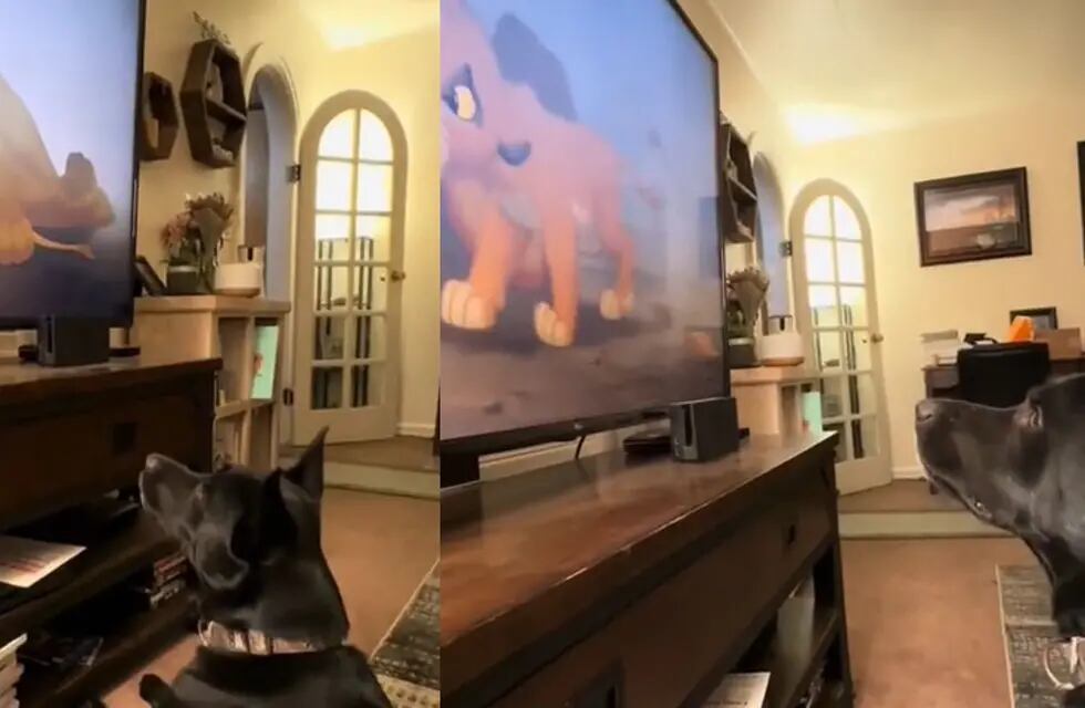 Una mascota reacciona a una de las escenas ás tristes del cine infantil