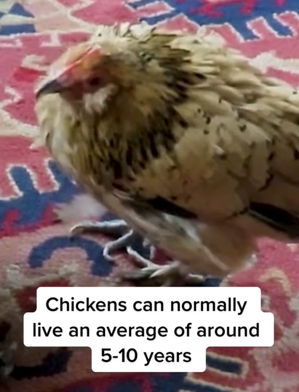 Normarmelte las gallinas viven entre 5 y 10 años. (Captura de pantalla)