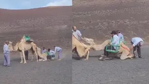 Maltrato a camellos en Lanzarote