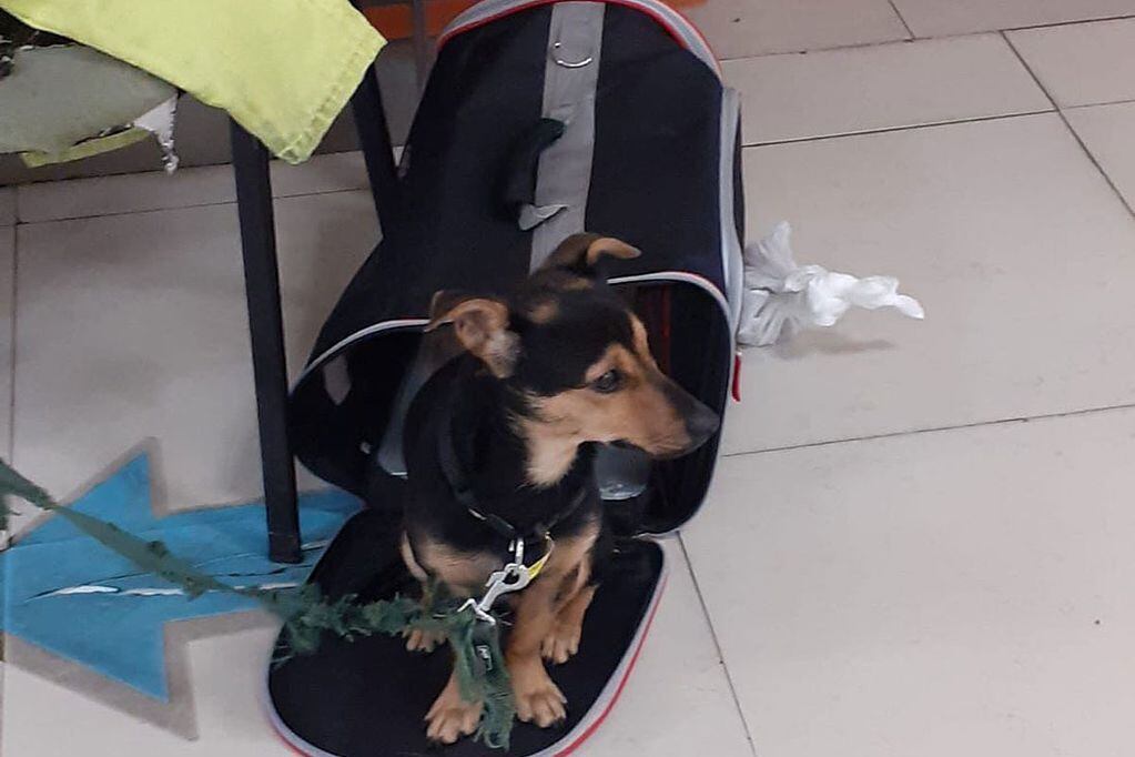 Coco. El perro que no pudo ingresar a Argentina y deberá volver a Hungría con su dueño para completar los esquemas de vacunación internacional (Senasa).
