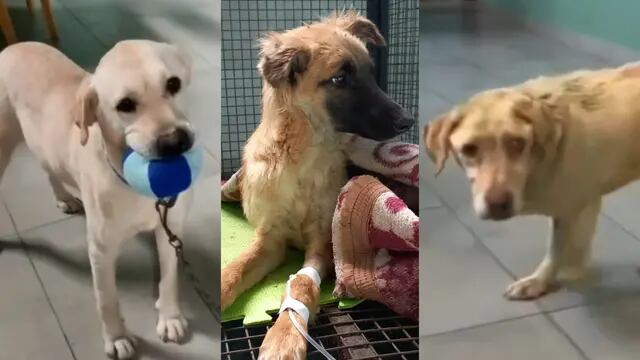 La nueva vida de Toto, Camilo y Roque, 3 perros rescatados al borde de la muerte y quienes disfrutan de la vida. Foto: Gentileza La Casita de Lula
