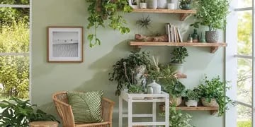Plantas como decoración