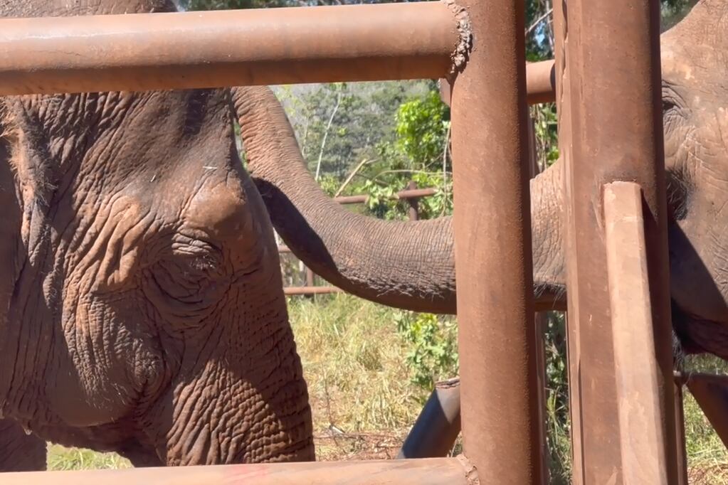 El video del momento más esperado: Pocha y Guillermina fueron recibidas por otra elefanta en Brasil. Foto: Facebook Global Sanctuary for Elephants