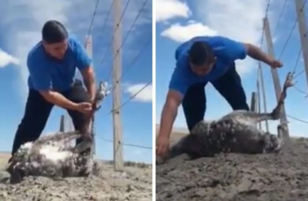 Video emotivo: un joven salvó a un ñandú que había quedado atrapado en un alambrado