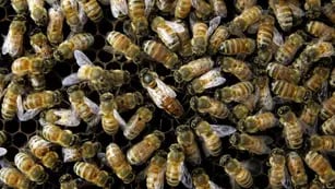 Según una investigación, el lugar que más duele cuando pica una abeja son los orificios de la nariz (AP).