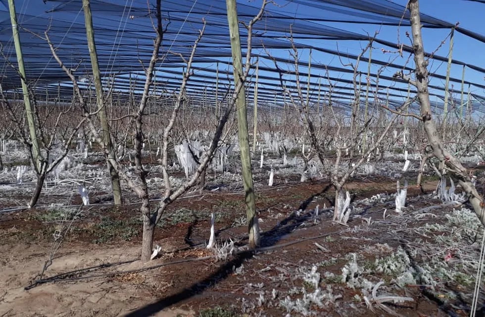 Heladas tardías: Mendoza lanza una línea de crédito a tasa subsidiada para productores agrícolas
