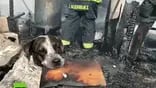 Video: el desconsolado llanto de un perro que vio cómo se incendiaba su hogar
