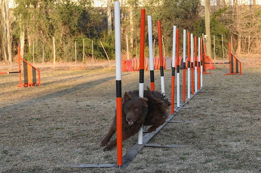 Goten pasa a través de los obstáculos. Los perros demuestran agilidad, concentración, destreza y obediencia.