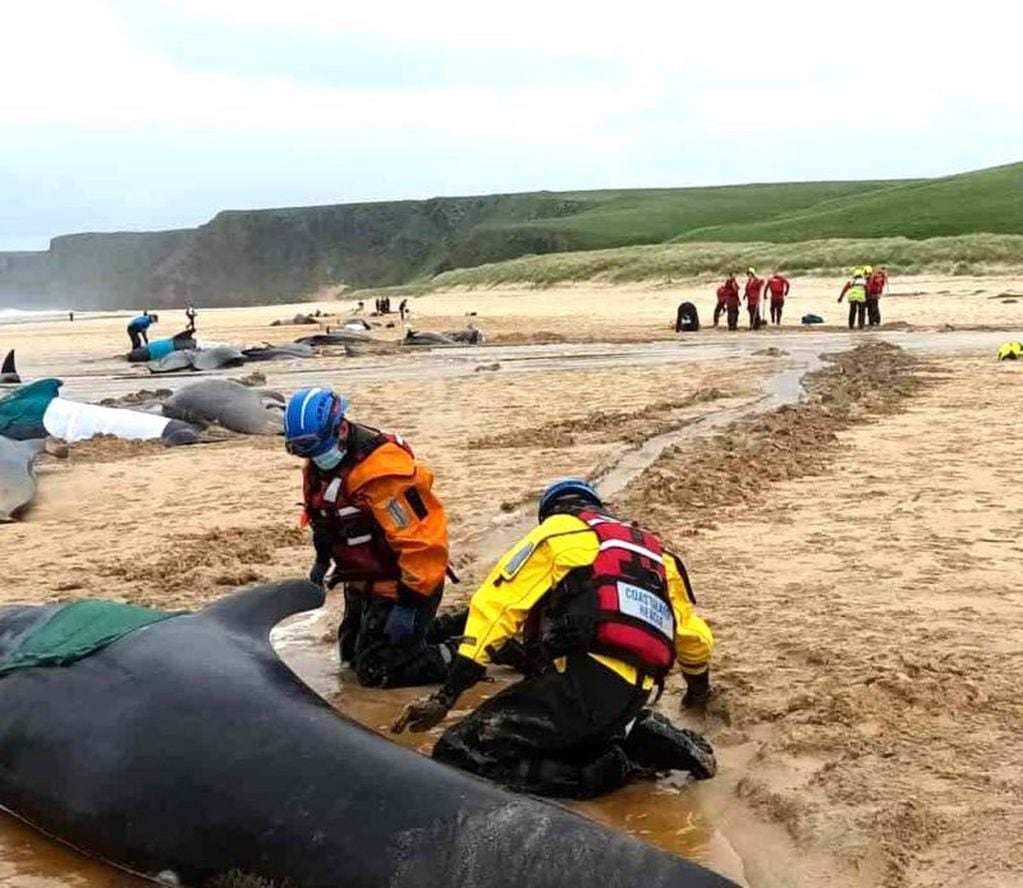 Especialistas trabajaron en el lugar. Foto: Mairi Robertson-Carrey, Christina McAvoy/British Divers Marine Life Rescue
