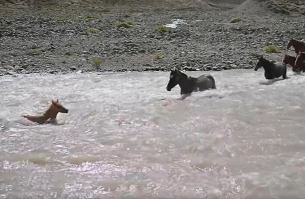 Video conmovedor: una yegua rescató a su cría que era arrastrada por el río en Neuquén.