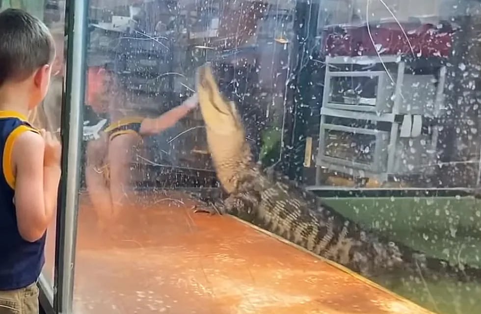 Mujer sufre el feroz ataque de un caimán