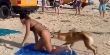 Un dingo mordió en la cola a una turista que tomaba sol en Australia