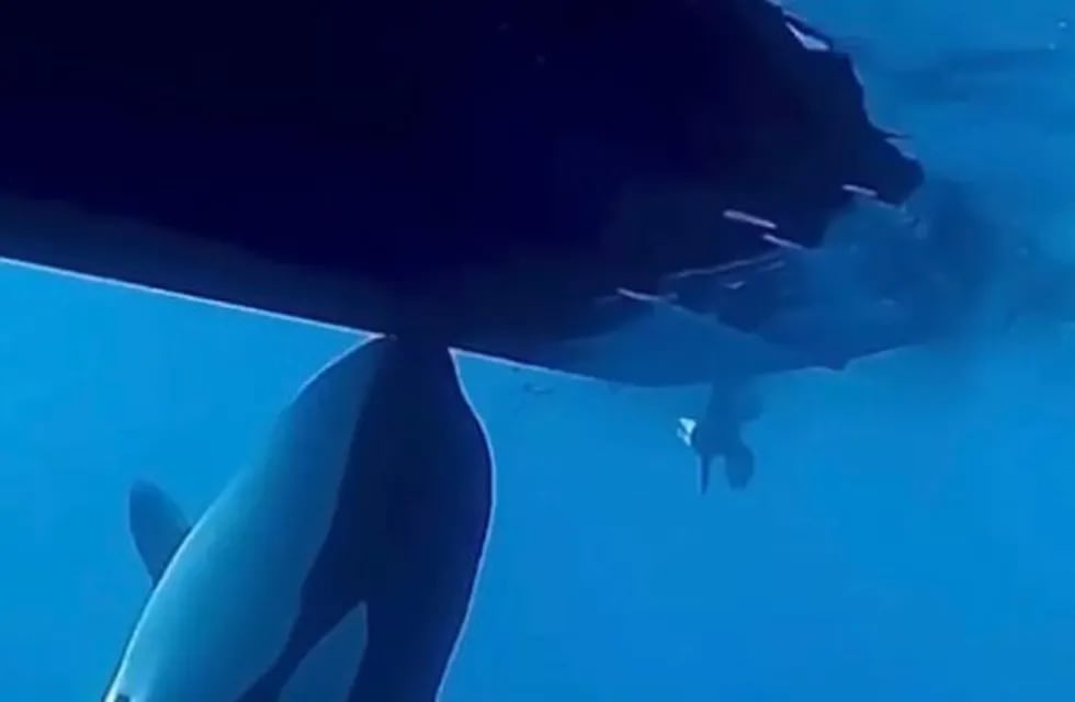 Orcas atacan barcos pequeños provocando daños “jamás vistos”. / Foto: Gentileza