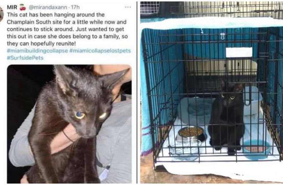 El gato negro que sobrevivió al derrumbe en Miami se hizo viral en las últimas horas.