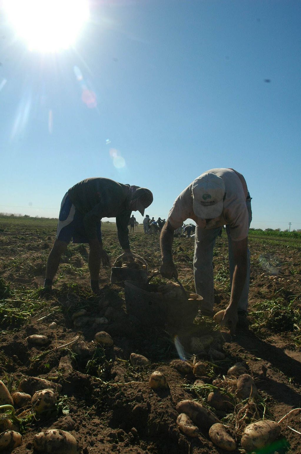 Ya comenzaron las primeras cosechas en la provincia y en las próximas semanas se iniciarán los trabajos con algunas de las frutas y hortalizas más demandantes de mano de obra.