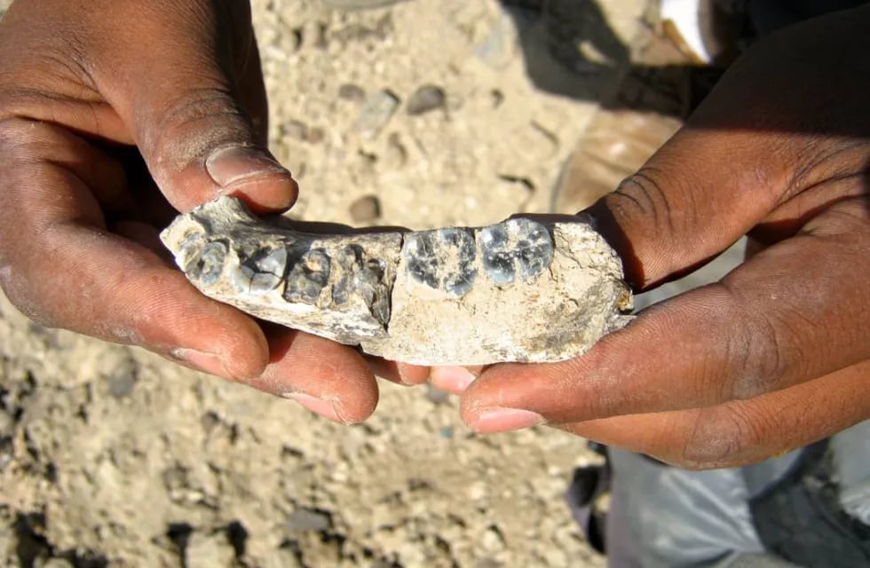 Hallaron un fósil que retrocede 400.000 años el origen de la especie humana