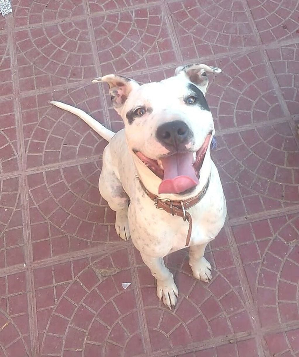 Cocco, el perro de la pareja que murió ahogada en Maipú