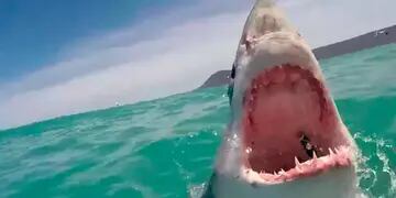 Video: el momento exacto en el que un tiburón blanco saltó del agua y mostró sus dientes