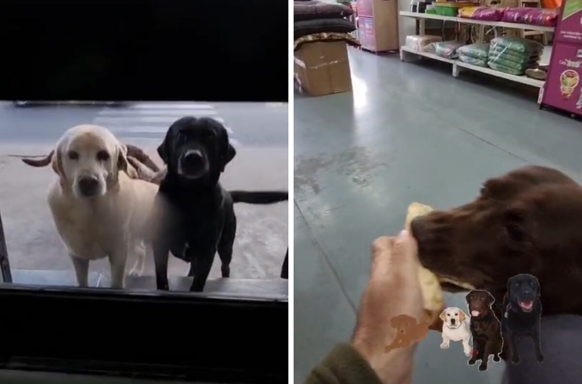 Un hombre filmó el recibimiento que tiene por parte de cuatro perros en su pet shop.