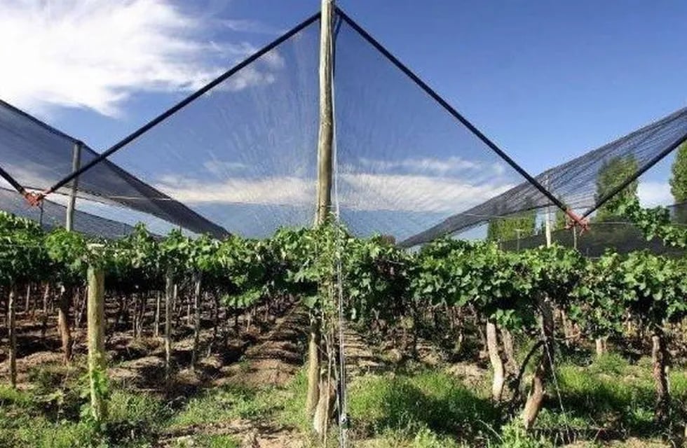 Financian la reconversión a uva de mayor calidad enológica, la implementación de riego por goteo, malla antigranizo y mejoras estructurales de las fincas.