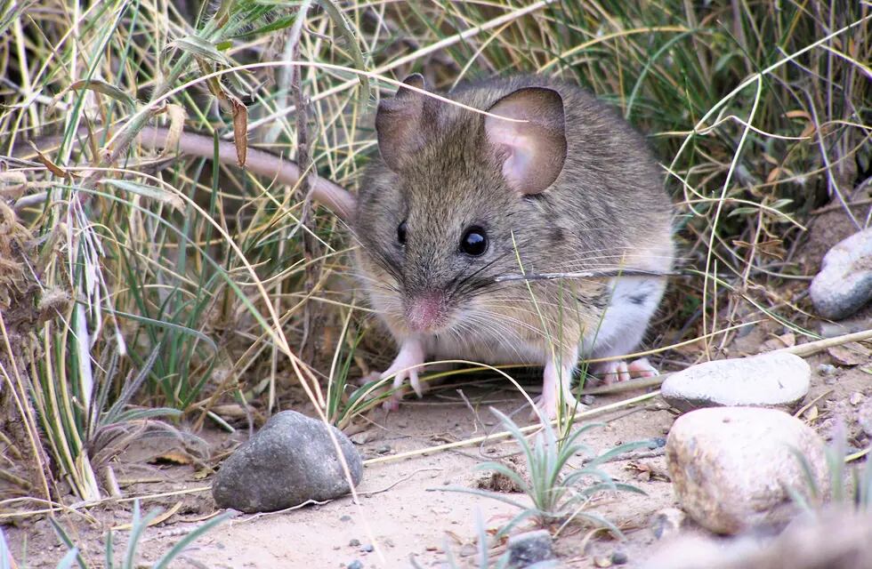 Ejemplar de Phyllotis vaccarum (ratón orejudo) capturado a 3.000 m en la reserva natural Manzano Histórico-Portillo de Piuquenes. Foto Paola Sassi.