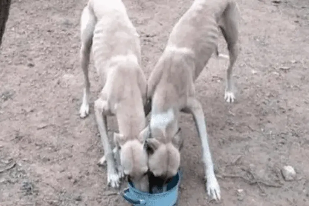 rescatan a seis galgos desnutridos que los usaban para alimentar a un pitbull
