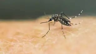 Mosquitos Una de las especies es la que transmite el virus. AFP