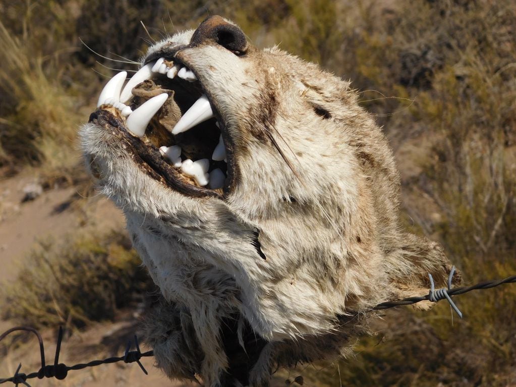 Como en la Patagonia, en Mendoza también preocupa la creciente caza de pumas. Foto: SOS Acción Salvaje.