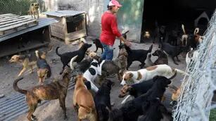  El refugio de Diego. Este lugar contiene a más de 100 perros y está ubicado en Corralitos. Varias personas colaboran en el cuidado. - Gustavo Rogé / Los Andes