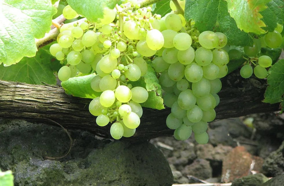 La uva Verdelho fue autorizada para la elaboración de vinos de calidad superior. - Imagen web