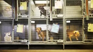 Por la crisis, cada vez más personas dejan a sus mascotas en refugios de animales