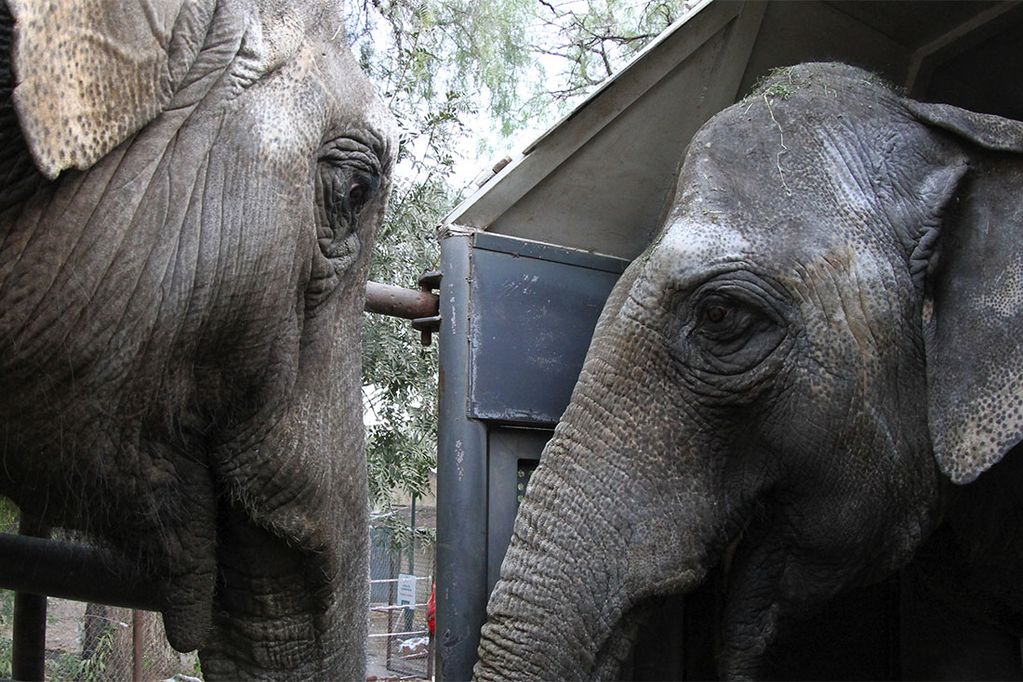 Antes y después: el notable cambio físico de la elefanta Guillermina en casi un año y medio en la selva brasileña. Foto: Gobierno de Mendoza