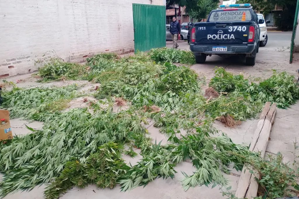 El vivero de marihuana se le salió de control y vecinos de Las Heras lo denunciaron. | Foto: Ministerio de Seguridad y Justicia