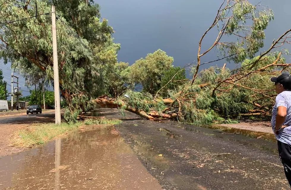 Una tormenta con fuertes vientos y abundante agua provocó caída de árboles, cables cortados y techos volados en la zona Este de Mendoza.
